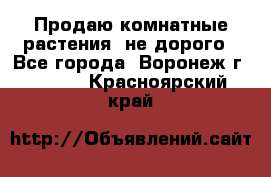 Продаю комнатные растения  не дорого - Все города, Воронеж г.  »    . Красноярский край